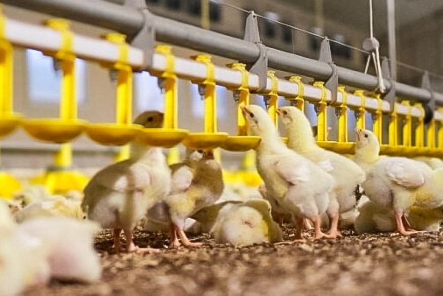 Mieszkańcy Parchowa zdecydują o kurnikach w Bawernicy