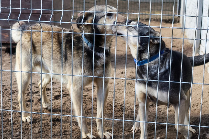 Zbiórka karmy w Kościerzynie. Hołd dla posła Łukasza Litewki