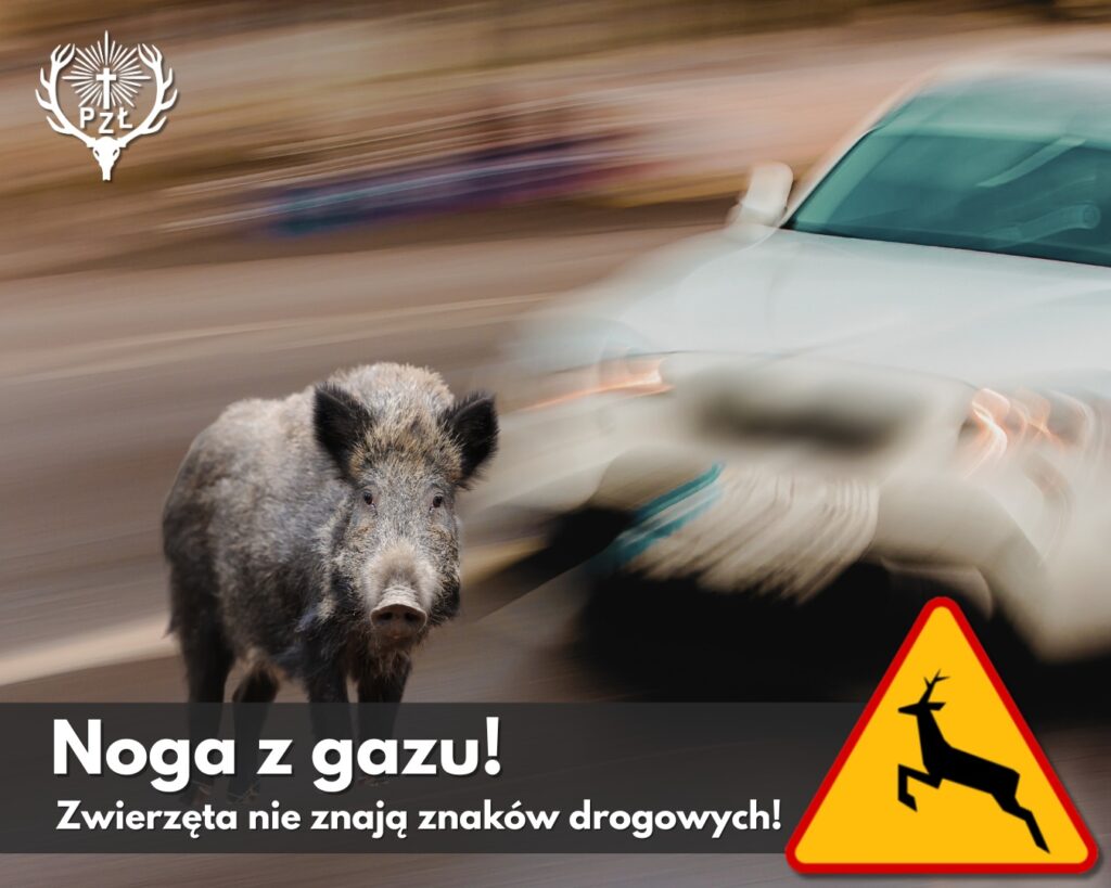 noga-z-gazu