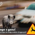 noga-z-gazu